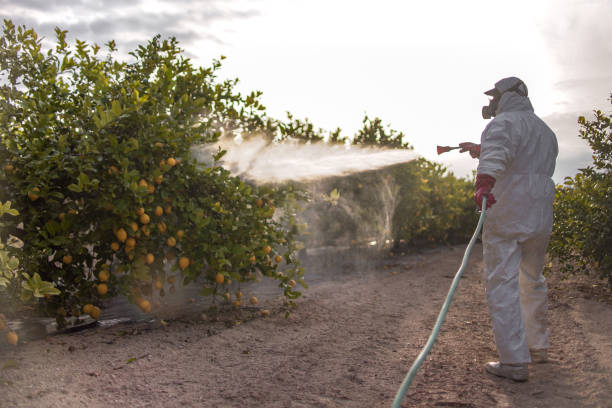 Best Termite Control Services  in Monessen, PA