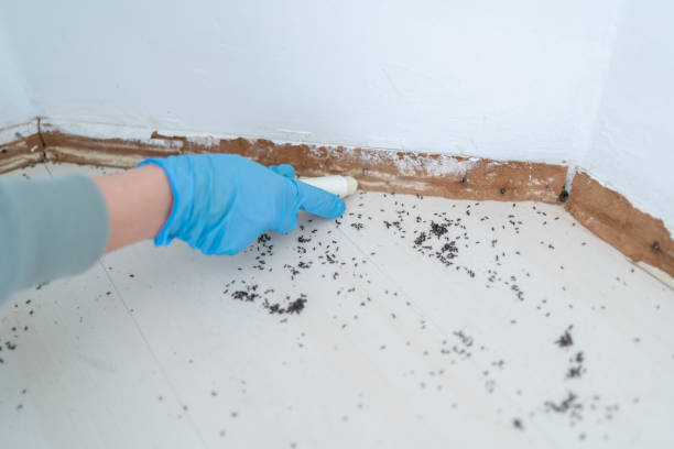 Best Local Pest Control Services  in Monessen, PA